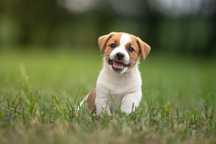 Uroczy piesek Jack Russell FCI ZKwP - gładkowłosy
