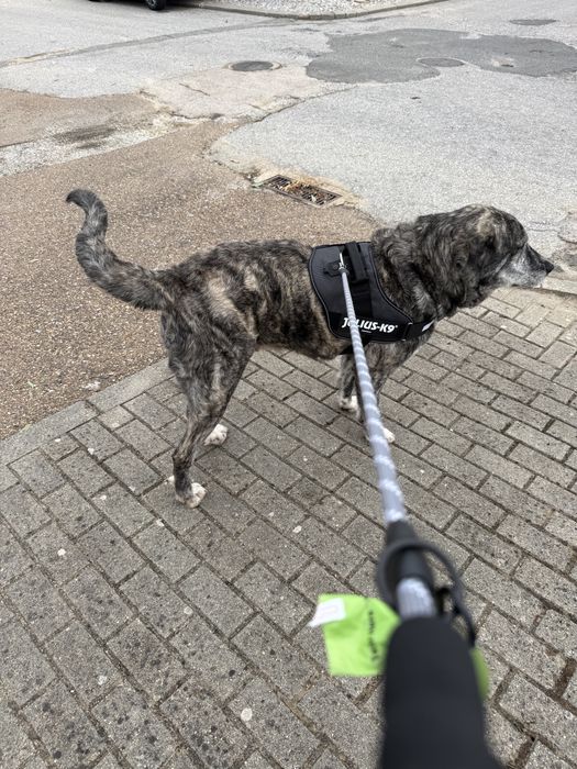 Cadela Rafeiro Alentejano esterilizada