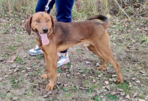 Trufel słodki jak Trufel pragnie pokochać