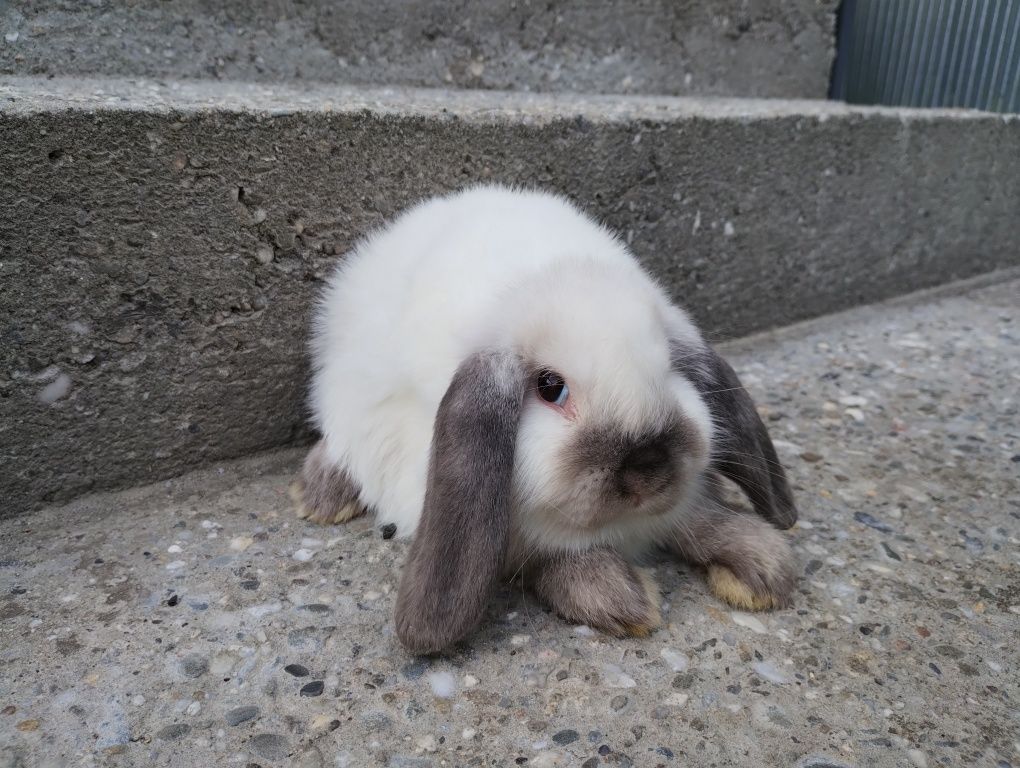 Mini lop królik gotowy do odbioru