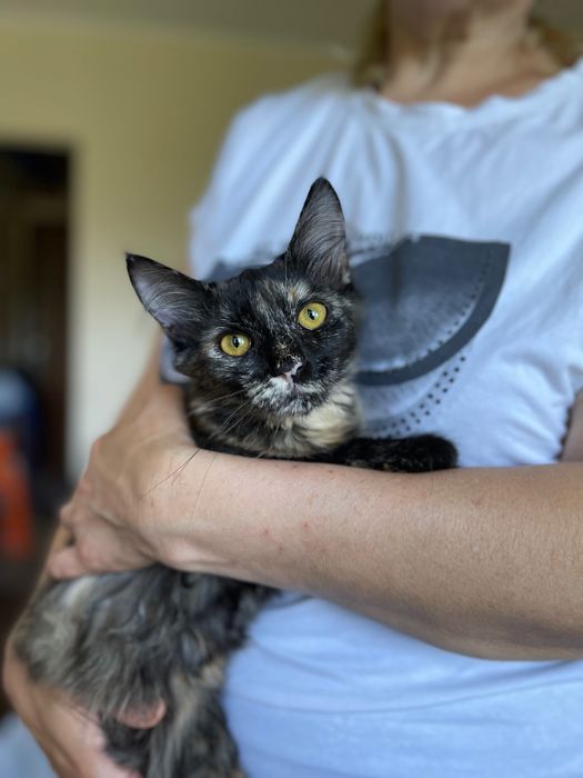 Котята отдам котенок девочка