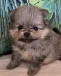 Szpic miniaturowy / pomeranian