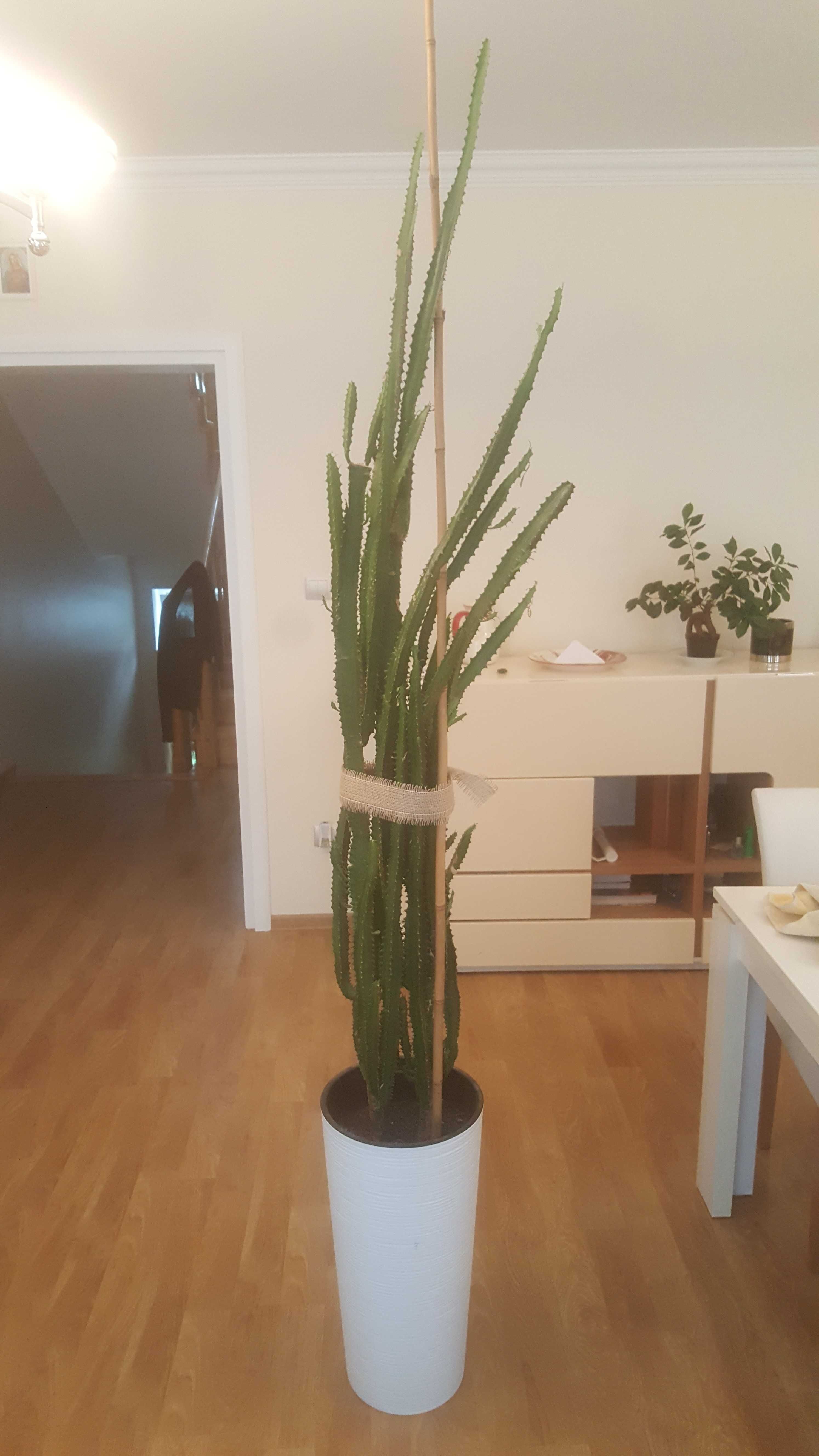 Wilczomlecz trójżebrowy Euphorbia triangularis kaktus duży