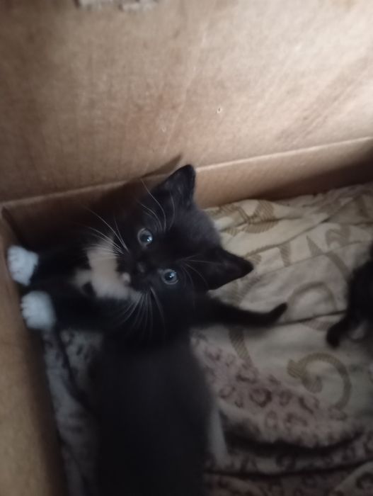 Отдам котят в хорошие руки