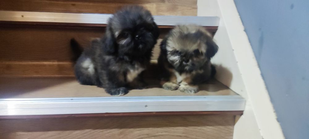 Shih tzu sprzedam tricolor