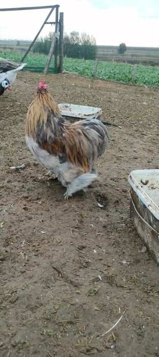 Sprzedam koguty kur ozdobnych