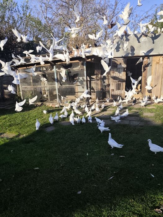 Gołębie jasne perłowe