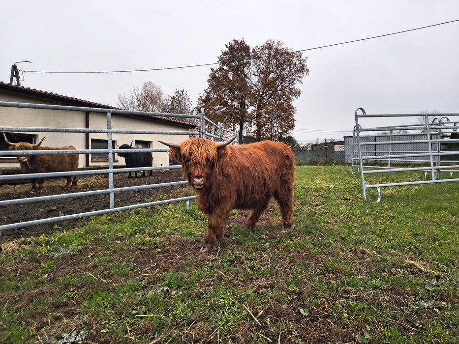 Jałówki/bydło szkockie rasy Highland