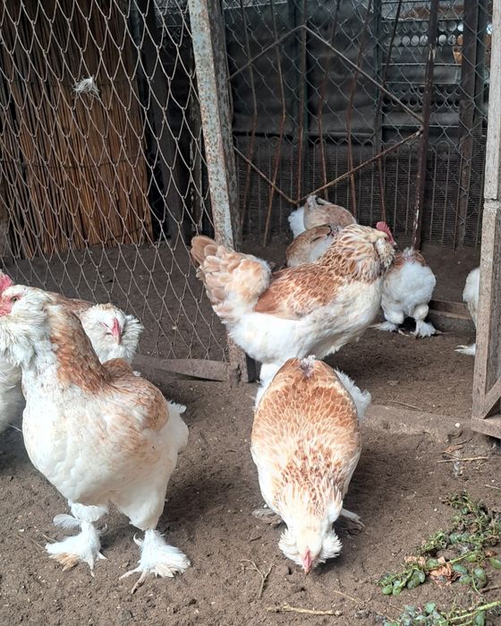 Півні породи Фавероль