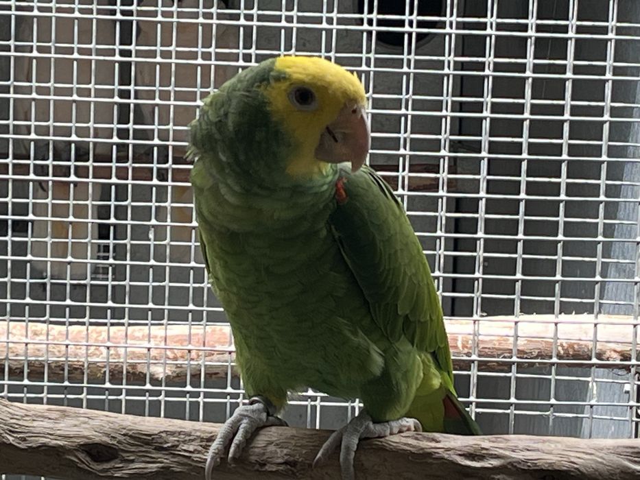 Macho oratrix magna ! pais muito amarelo.