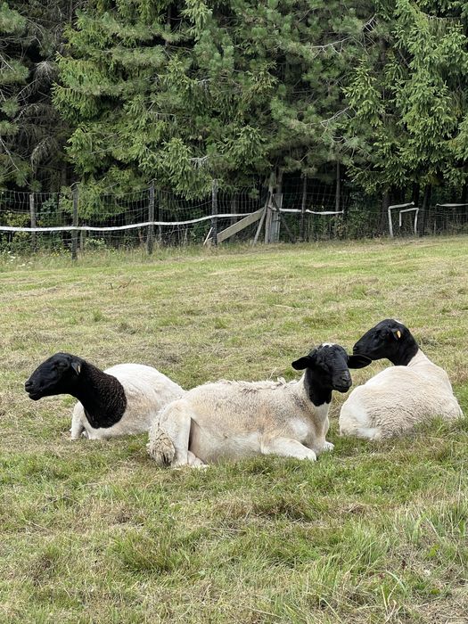 Owce Dorper Dorpery /Matki kotne