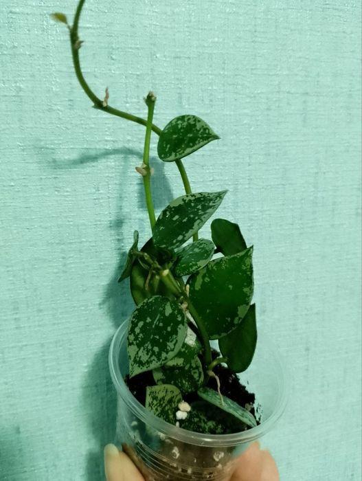 Хойя Крохніана Сплеш