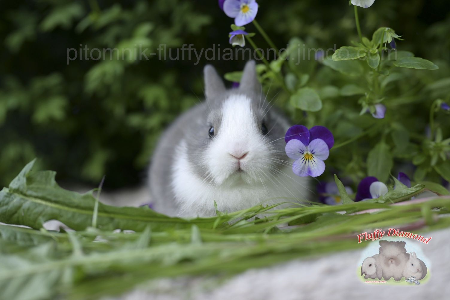 Карликові кролики з розплідника "Fluffy Diamond" Нідерландський карлик