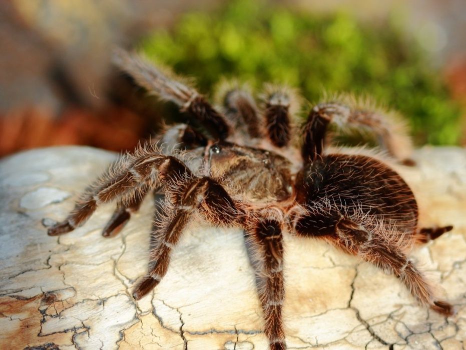 Самки паука птицееда для новичков Brachypelma albopilosum