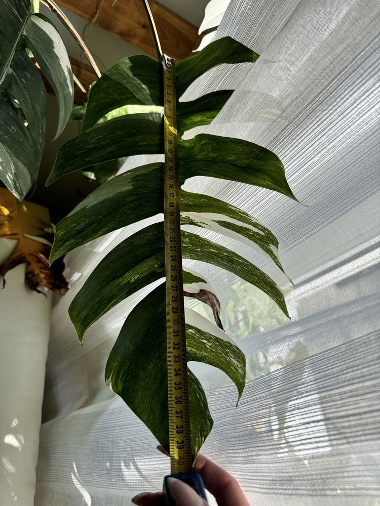 Epipremnum pinnatum variegata gigant