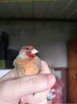Vendo travessos de canario