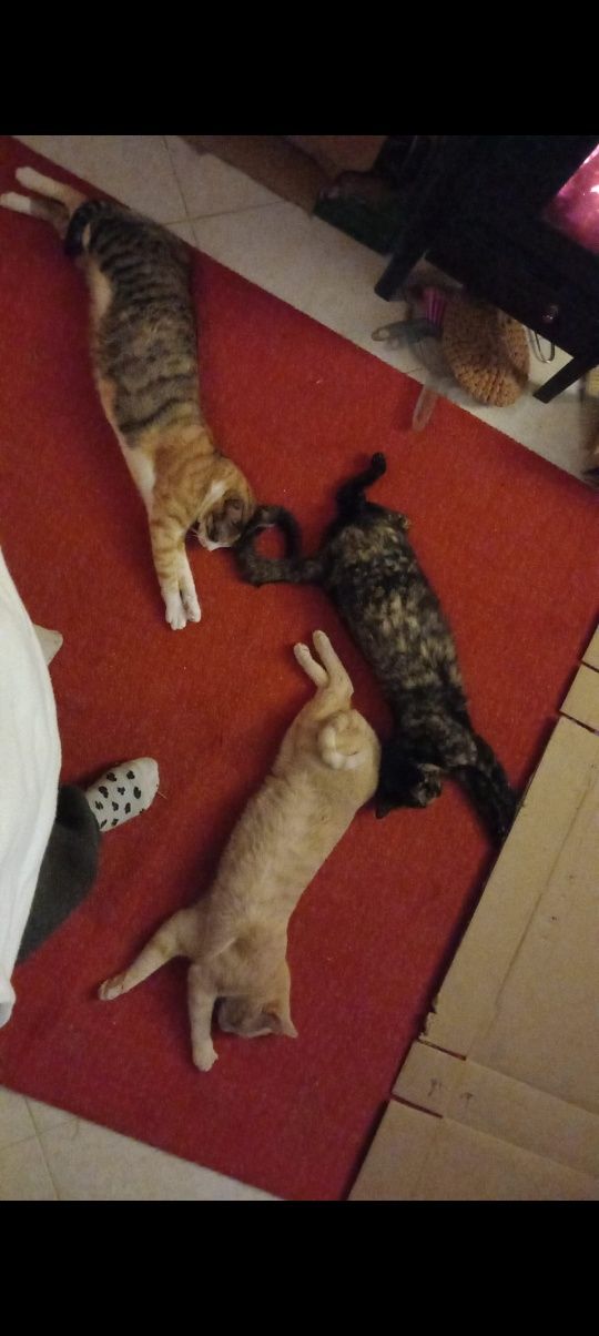 Pet sitting na sua casa!