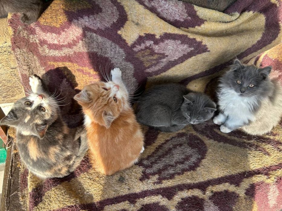 Кошенята у люблячі руки