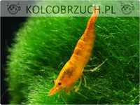 Krewetka SAKURA ORANGE - Neocaridina - Caridina - dowóz, wysyłka