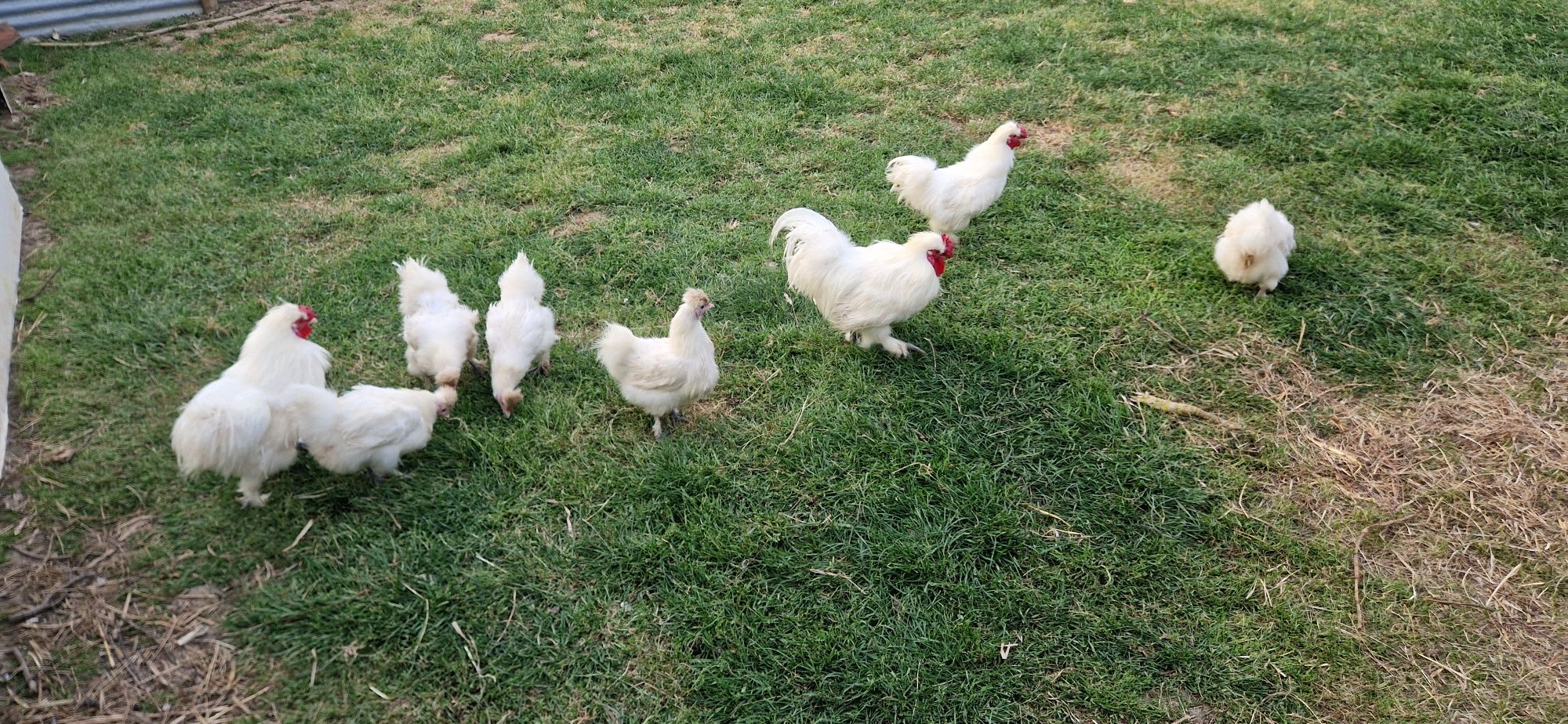 Venda de Sedosa Machos e fêmeas