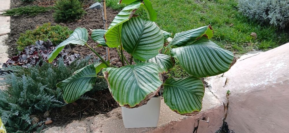 Калатея Орбіфолія