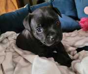 Staffordshire bull terrier FCI staffik stafik piesek