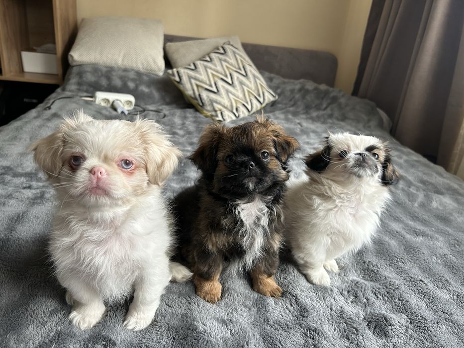 Цуценята пікінеси