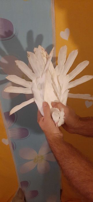 Orlik polski biały - Orliki polskie białe