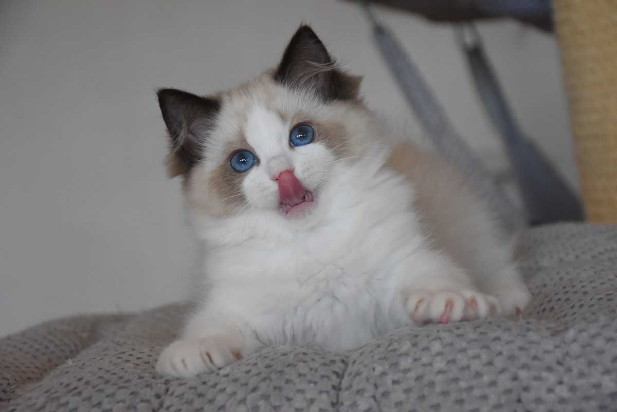Ragdoll kotka Stella z rodowodem FIFe - Seal Bicolor