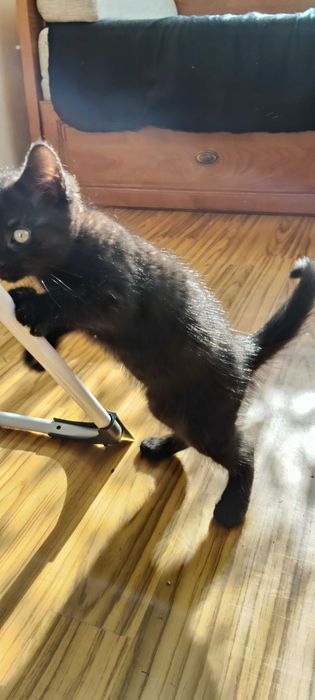 Oddam za darmo kotki