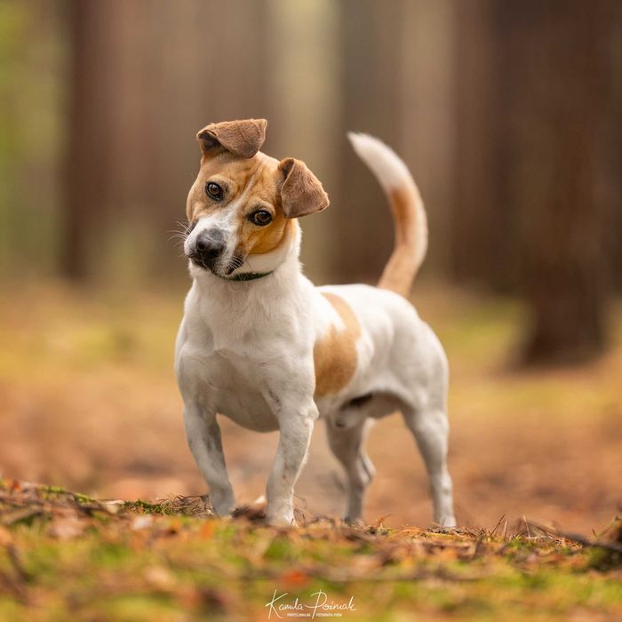 Dylan w typie Jack Russell Terrier szuka domu!