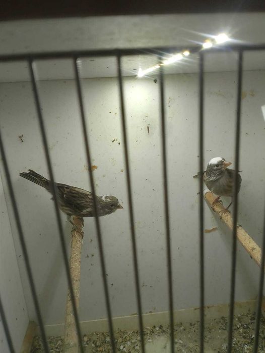 Para lizardów kanarków-lizard/kanarek-lizardy/kanarki