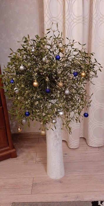 Jemioła KULA ok 50 cm lub WIĘKSZA