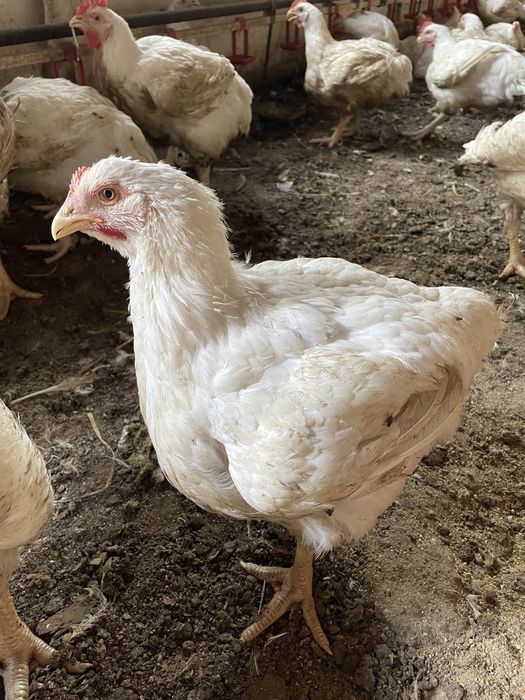 Кури бройлер живою вагою