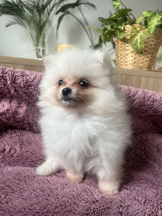 Śliczny, bialy szczeniaczek samiec-  pomeranian, spic miniarurowy