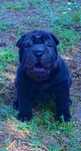 Shar pei.. bebe shar pei LOP Pedigree
