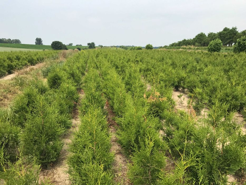 Tuja szmaragd 30-40 cm sadzonka goły korzeń