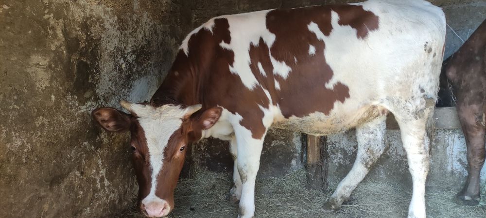 Продам плем(айширку)