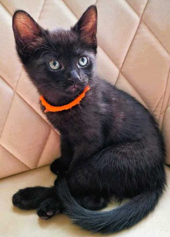 Чёрные котята(домашние пантеры)