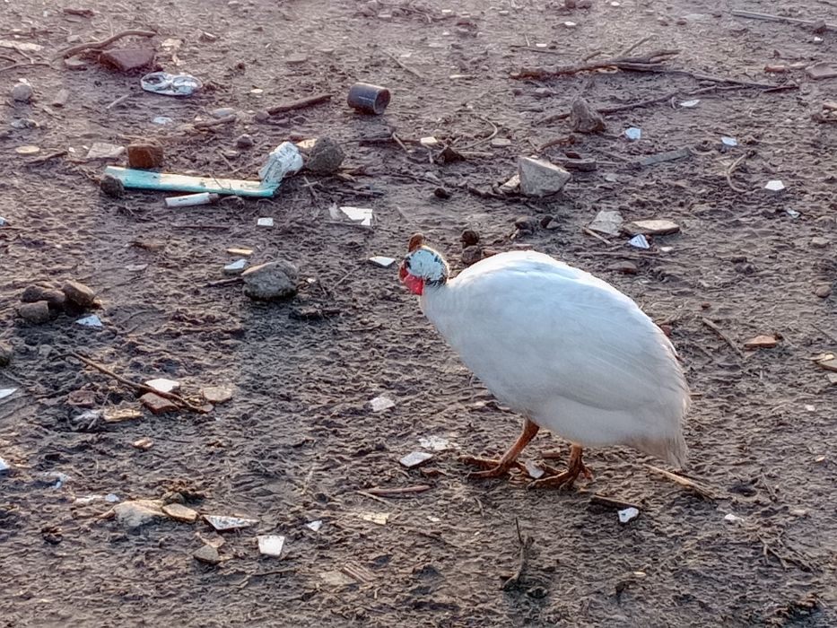 Fracas cinza e Brancas