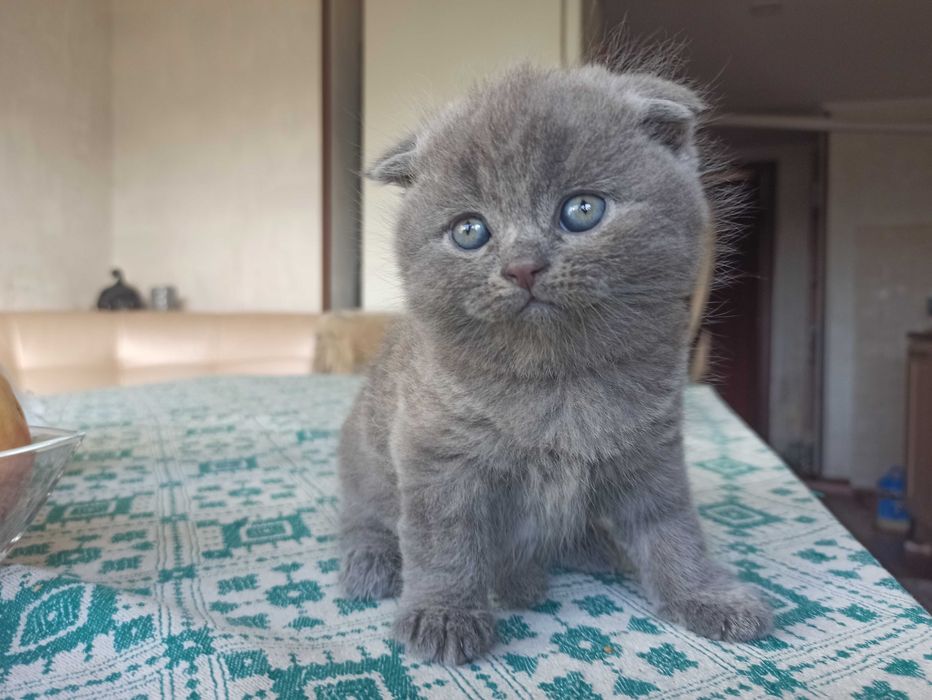 Шотландські кошенята