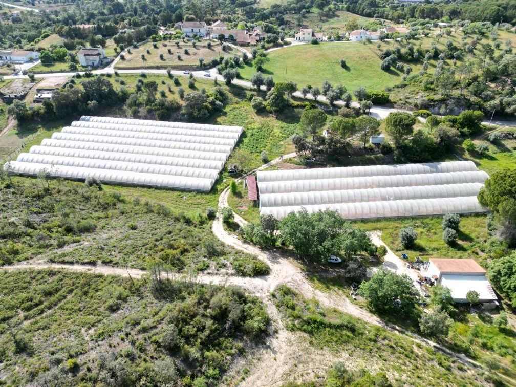7000 metros quadrados de estufas para arrendar em Tomar