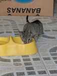 Gato/ Gata bebe de rua