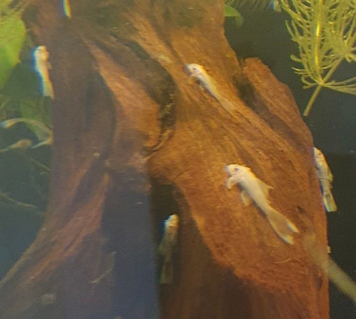 L144 Snow White long fin Ancistrus Weloniasty Welon