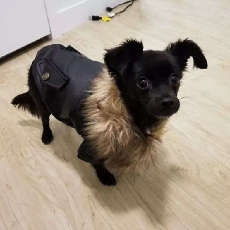 Зимняя кожаная куртка для собак