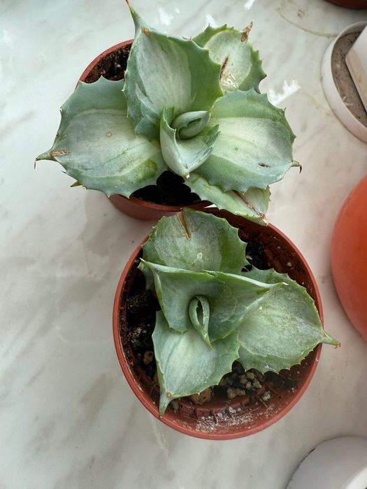 Агава mini agave Ohi Raijin variegated варієгатна