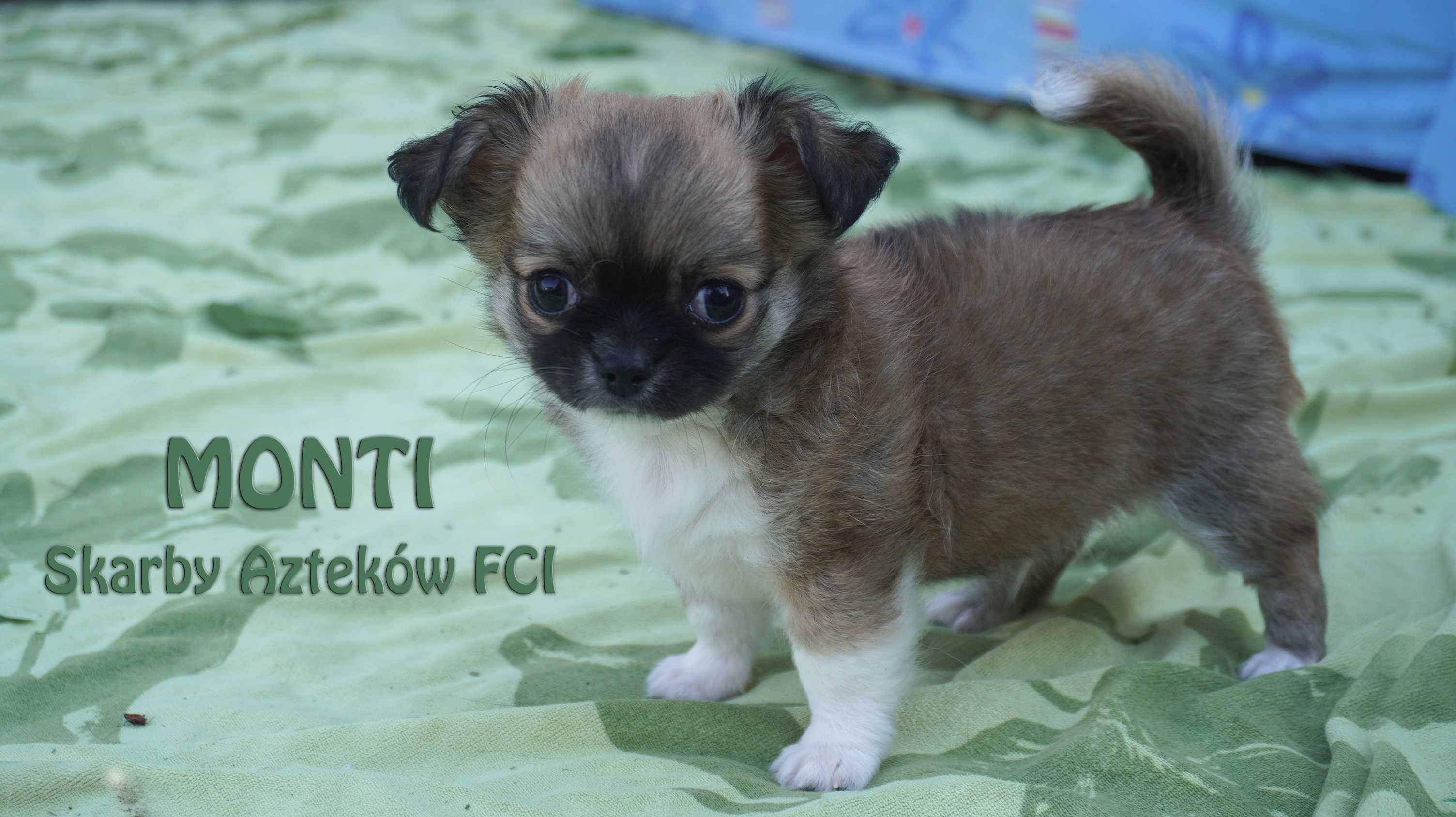 Słodki puszek, okruszek -  piesek długowłosy - Chihuahua - ZKwP/FCI