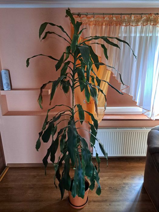 DRACENA WONNA wysokości 2 metrów
