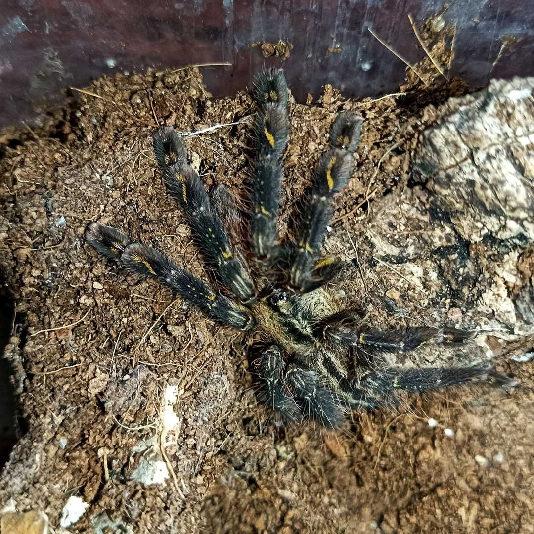 Ptasznik, pająk Poecilotheria Ornata / Ptasznik zdobiony