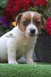 Suczka  Jack Russell Terrier *ZKwP FCI*